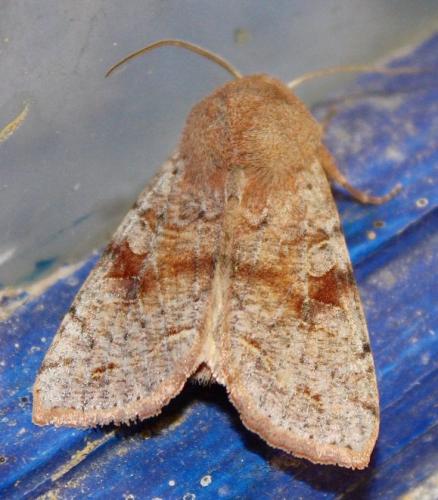 Réf. 244 592 : Orthosia incerta